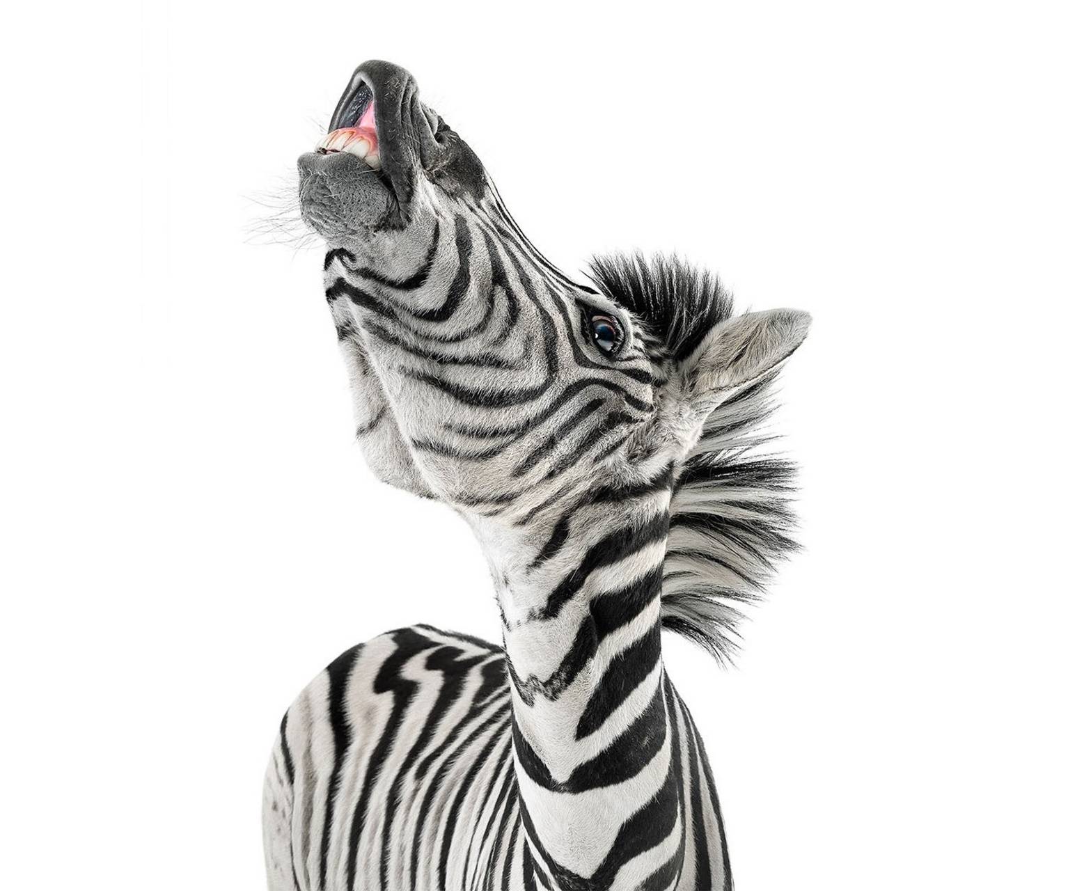 Funny Zebra Wallpapers Wallpaper Cave