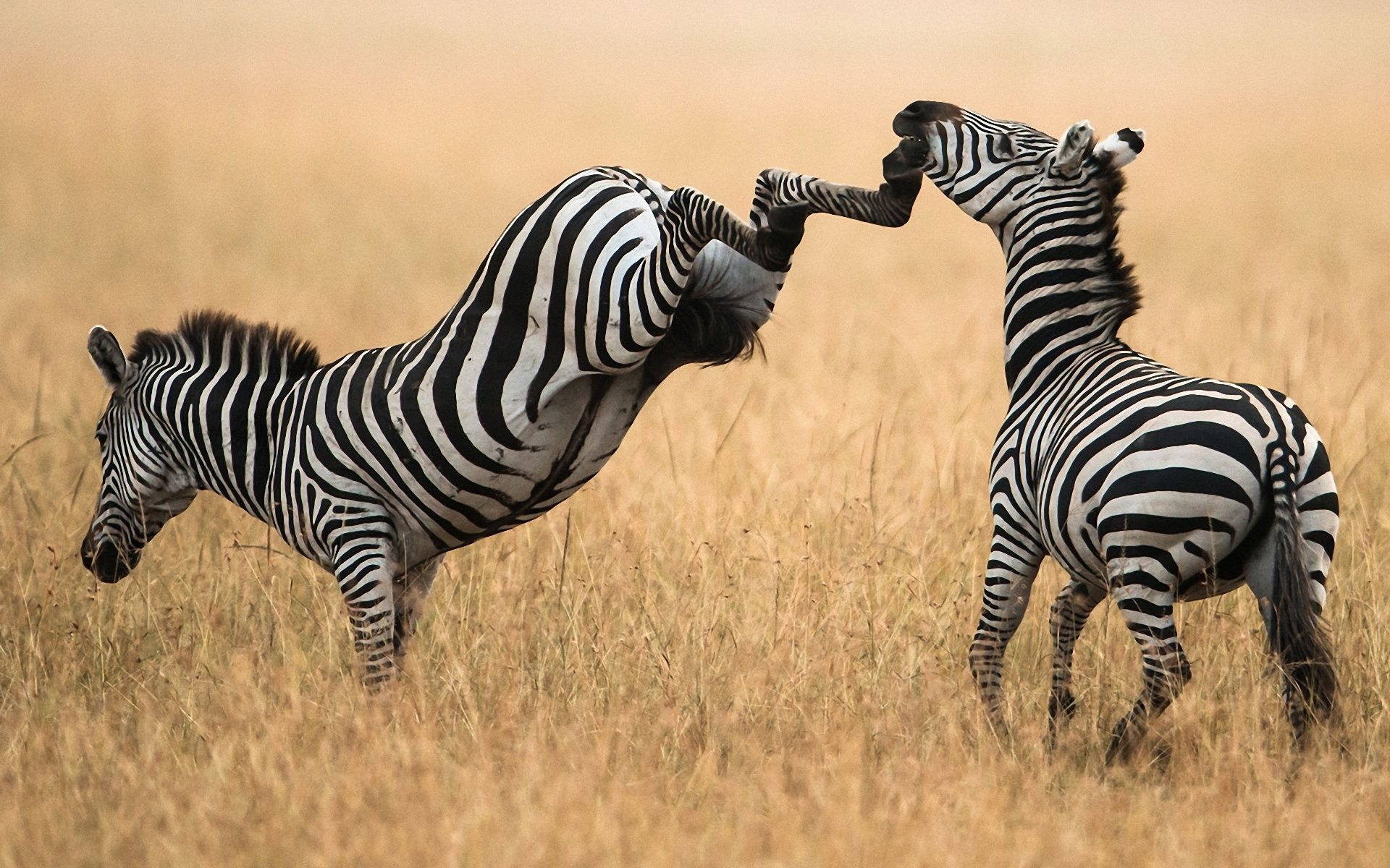 Funny Zebra Wallpapers Wallpaper Cave