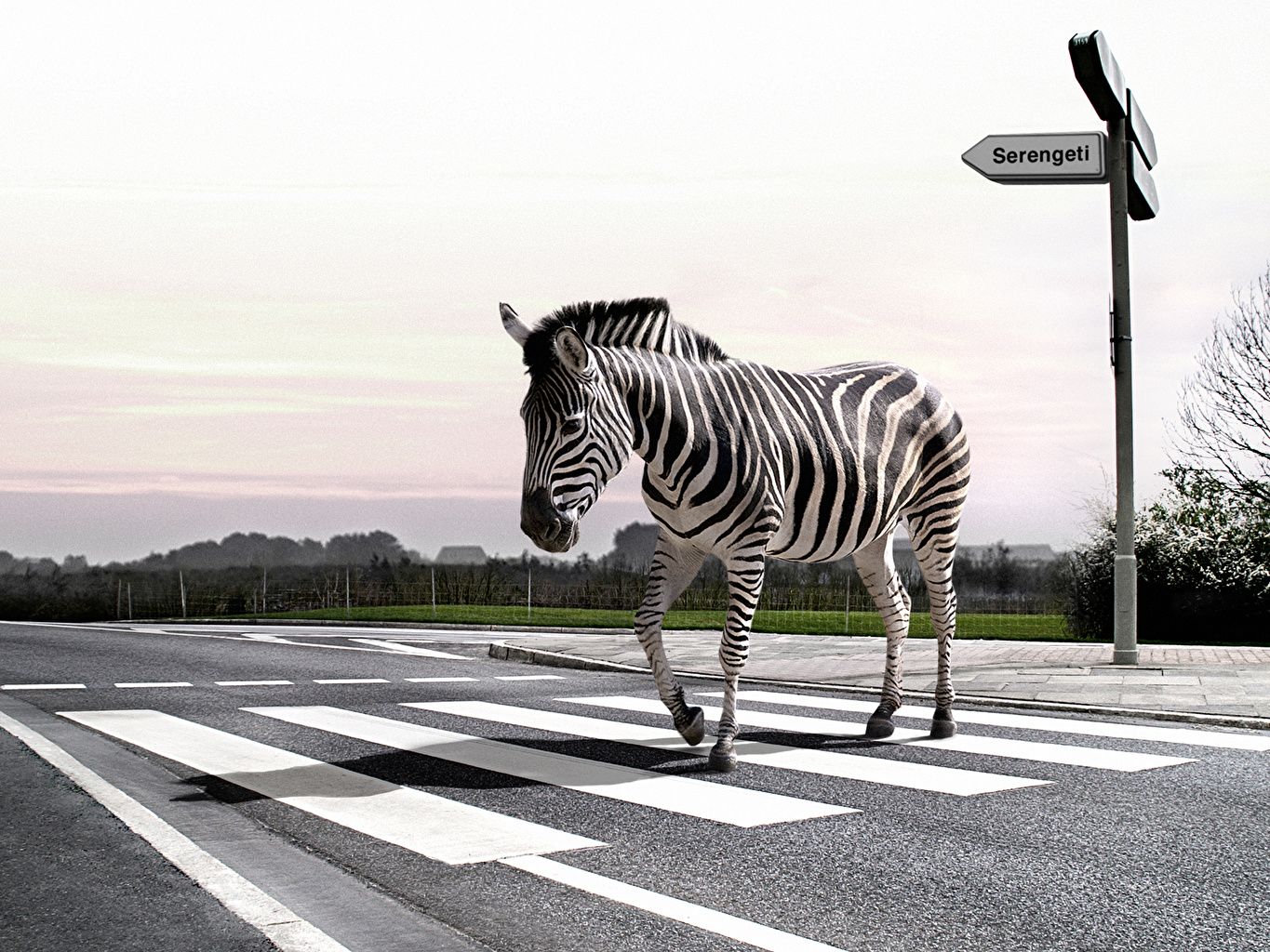 Funny Zebra Wallpapers Wallpaper Cave