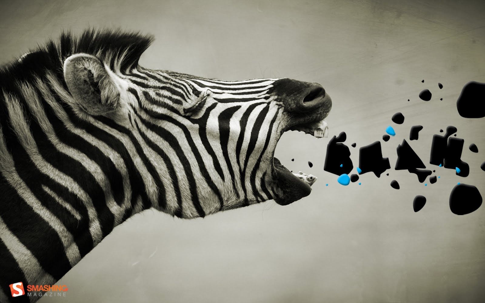 Funny Zebra Wallpapers Wallpaper Cave