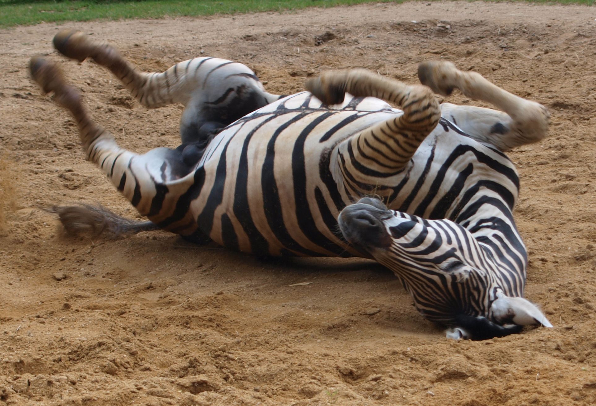 Funny Zebra Wallpapers Wallpaper Cave