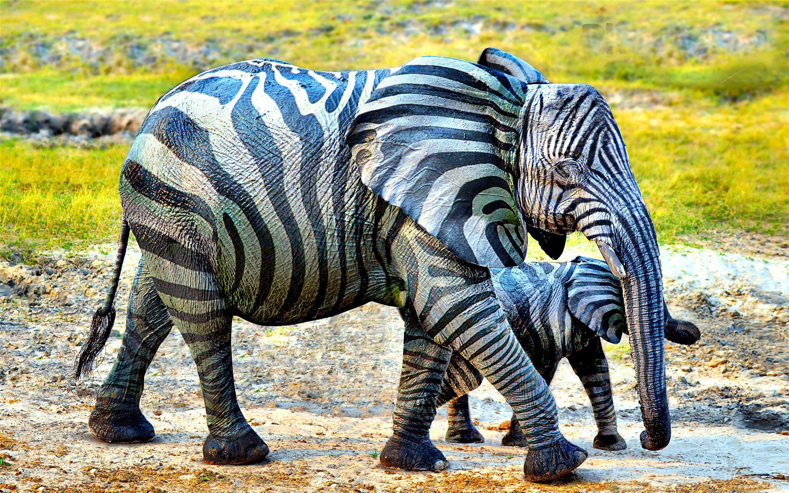 Funny Zebra Wallpapers Wallpaper Cave