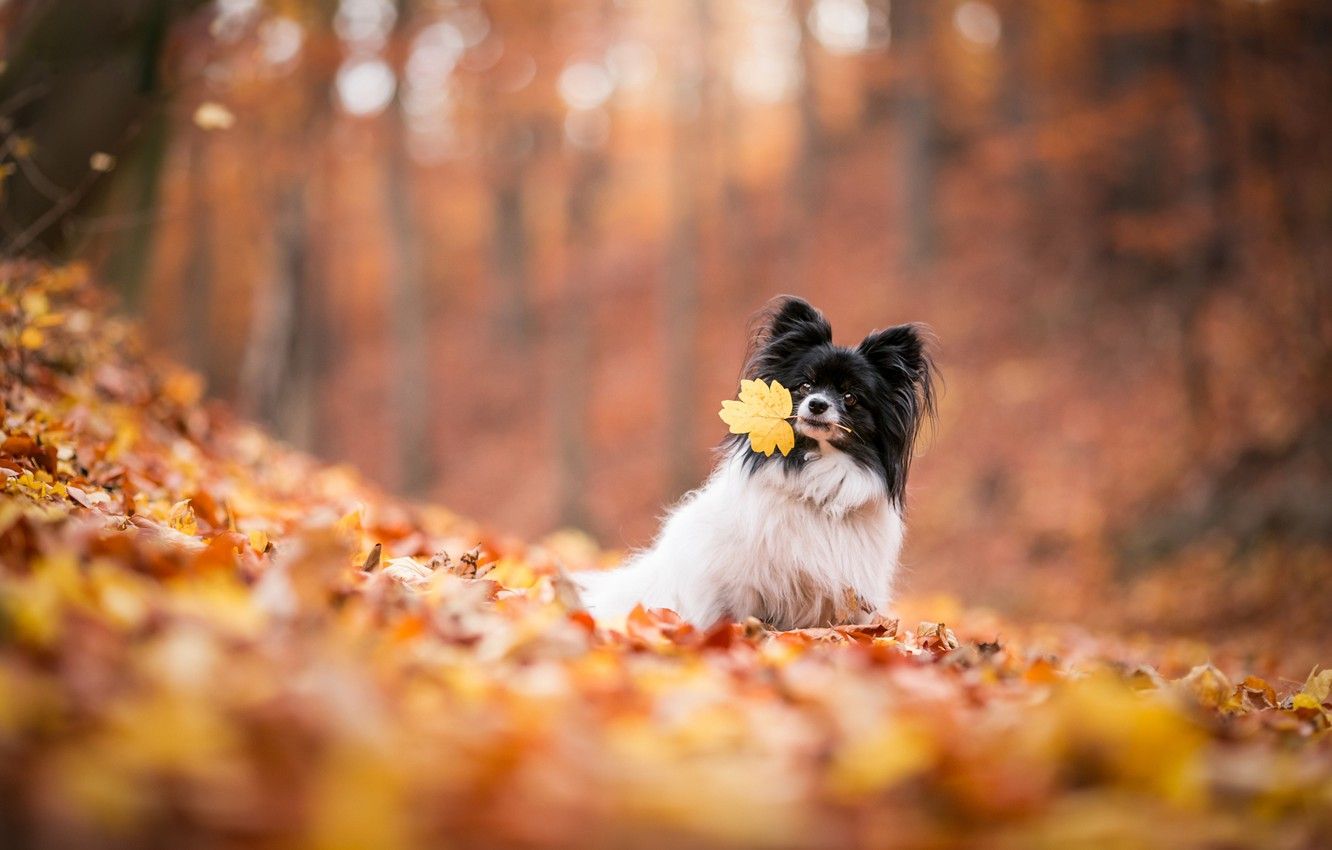 Autumn Dog Wallpapers Wallpaper Cave