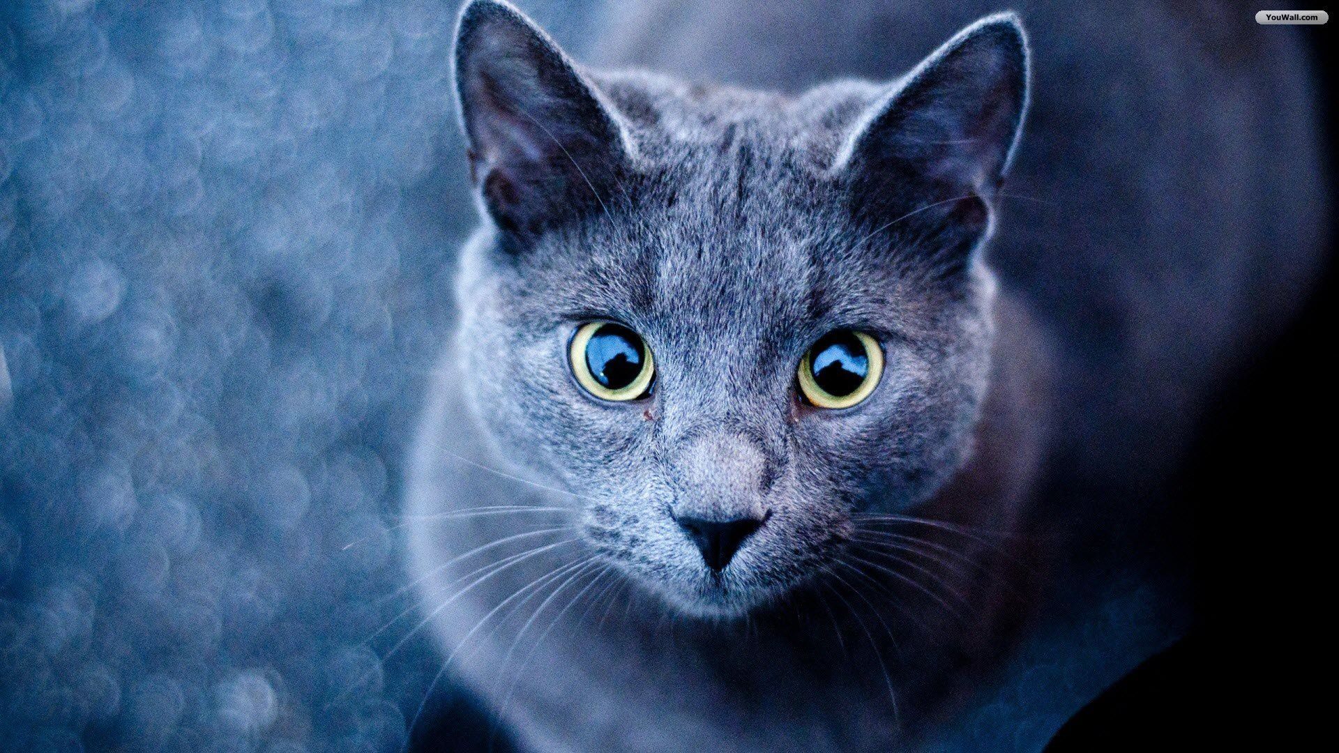Gray Cat Wallpapers Wallpaper Cave