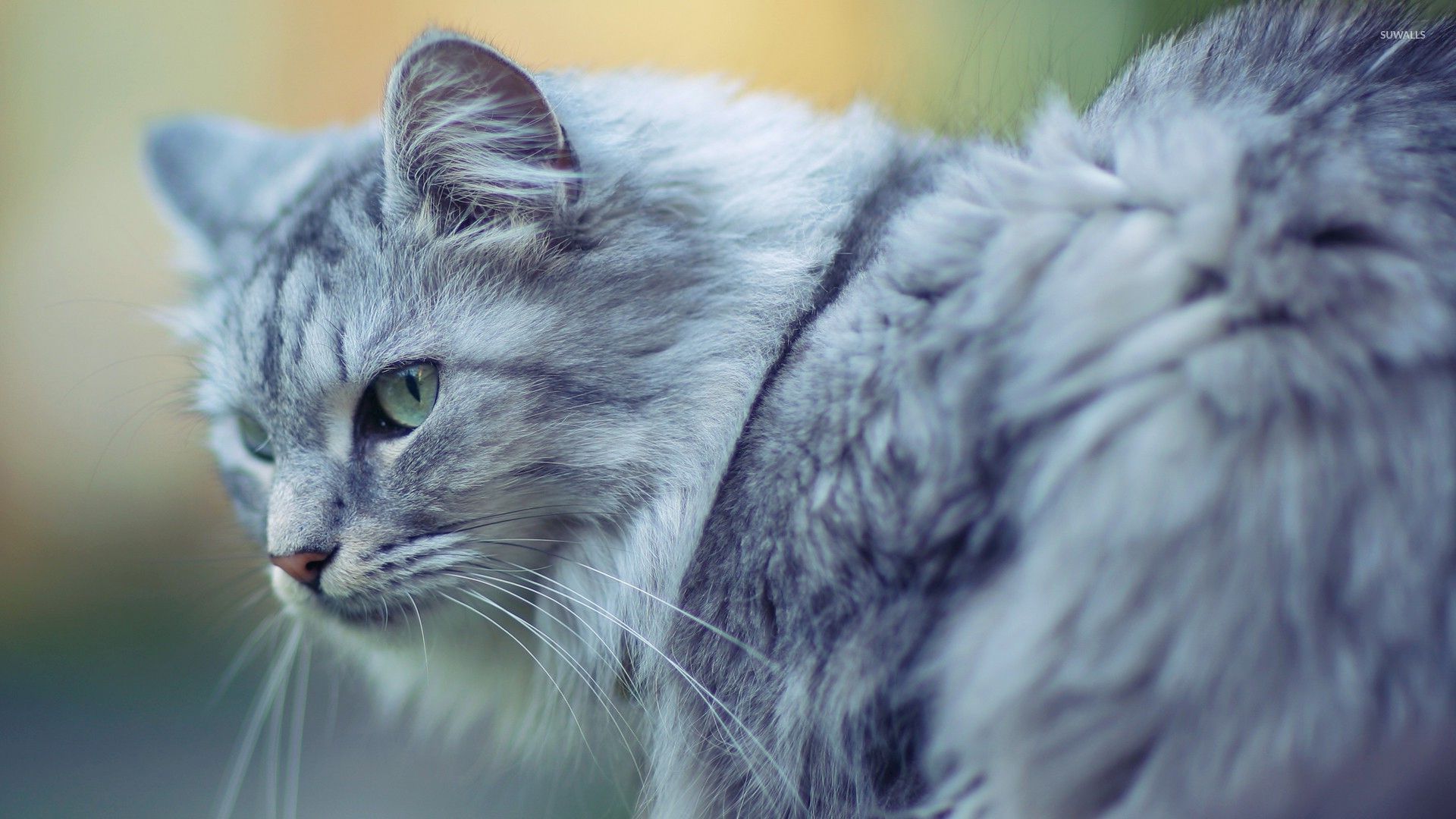 Gray Cat Wallpapers Wallpaper Cave