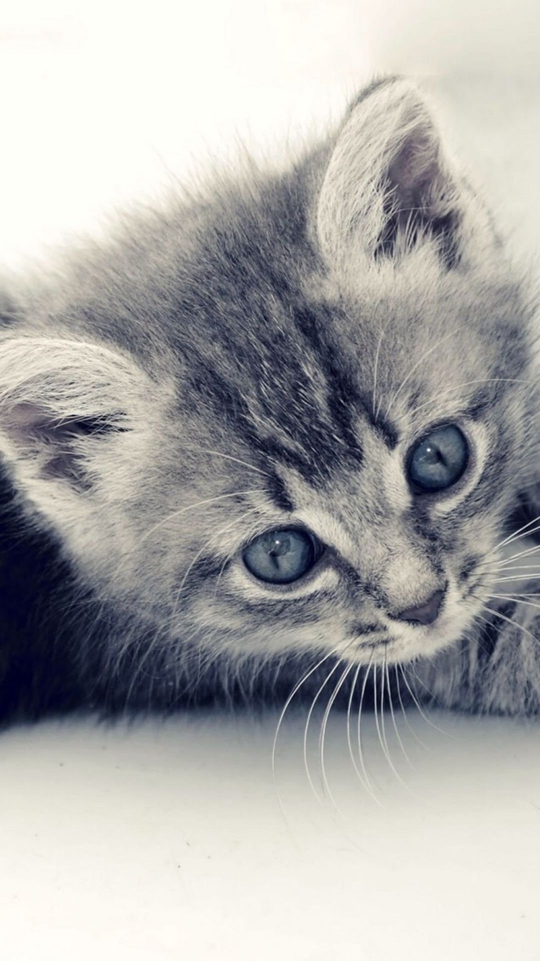 Gray Cat Wallpapers Wallpaper Cave