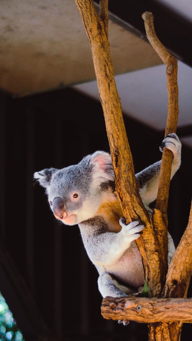 Koala Bear For Phone Wallpapers Wallpaper Cave