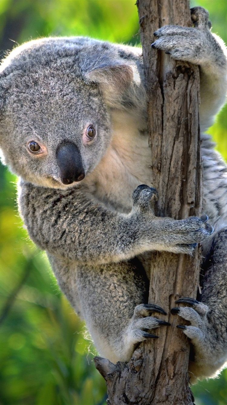Koala Bear For Phone Wallpapers Wallpaper Cave