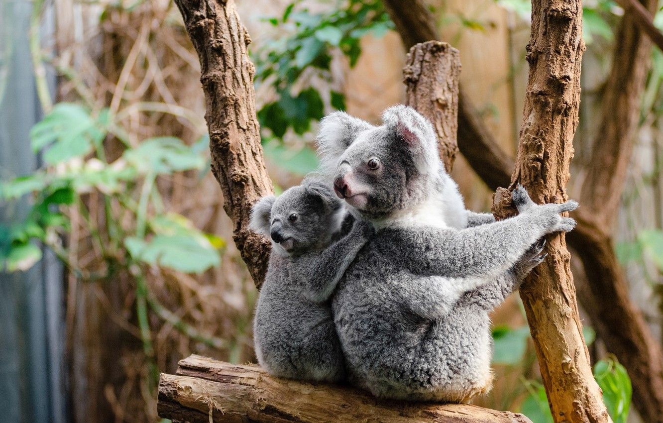 Baby Koalas Wallpapers Wallpaper Cave