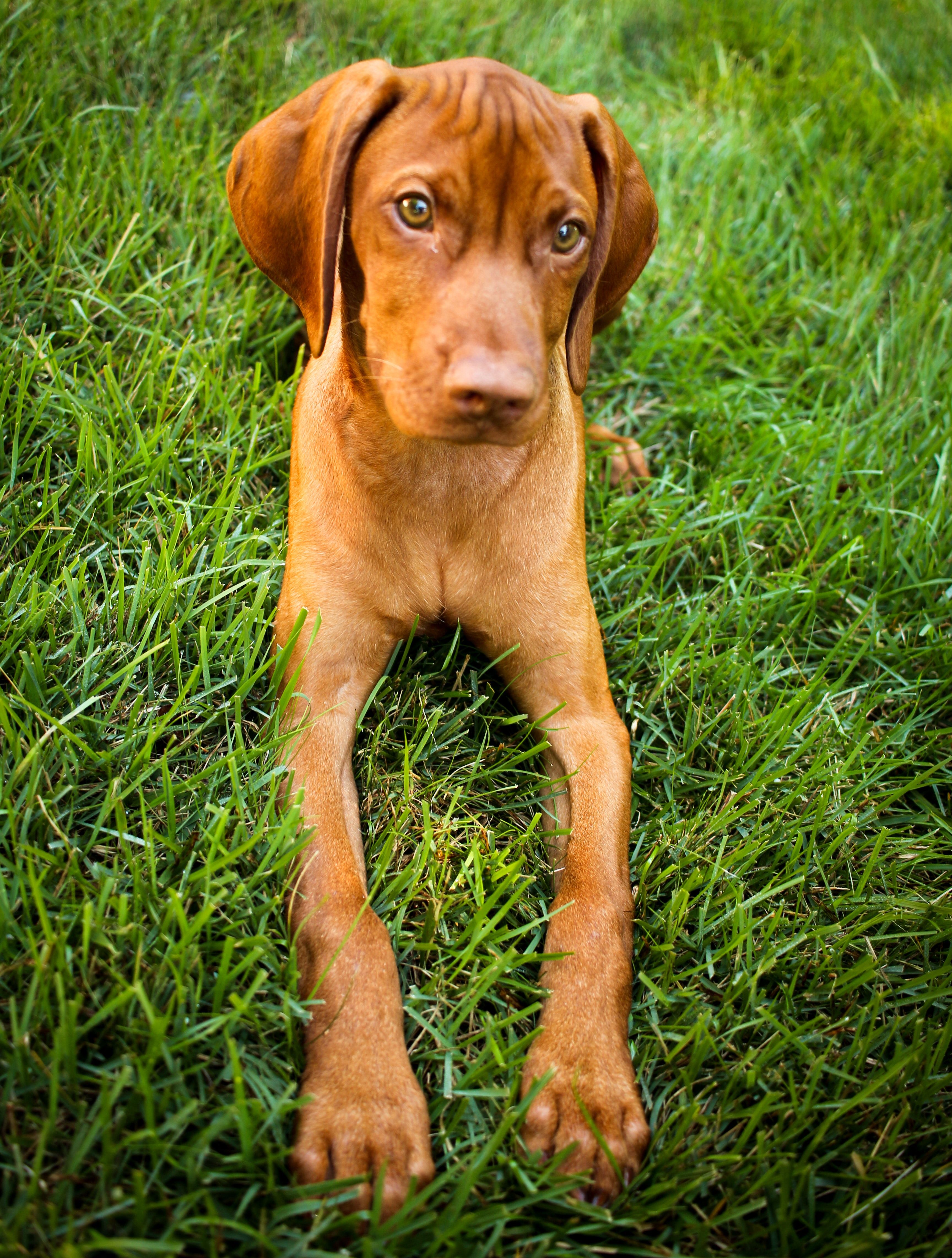 Vizsla Wallpapers Wallpaper Cave