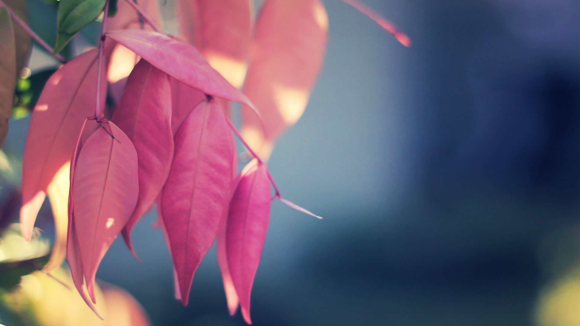 Pink Leaf Wallpapers Wallpaper Cave