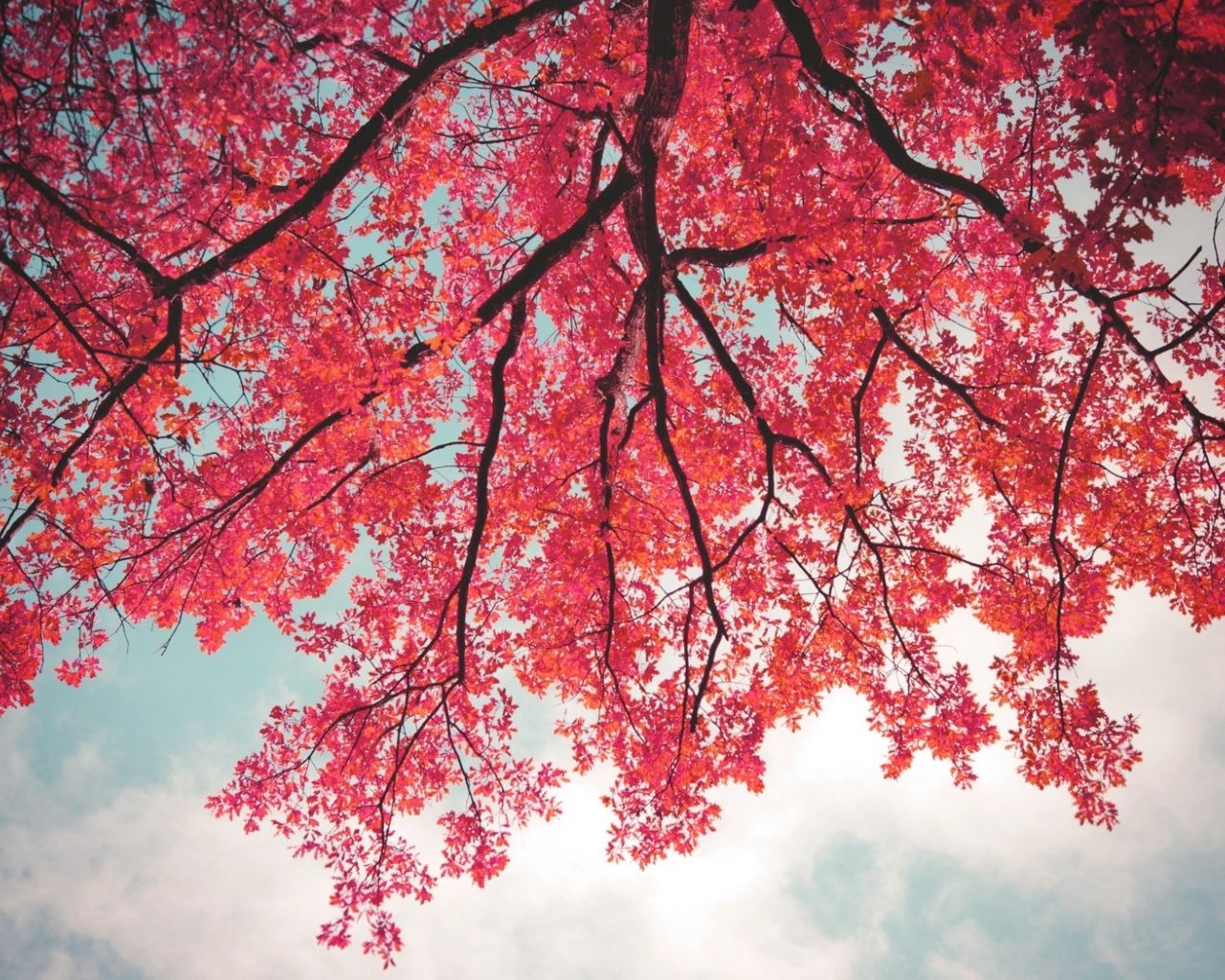 Pink Leaves Wallpapers Wallpaper Cave