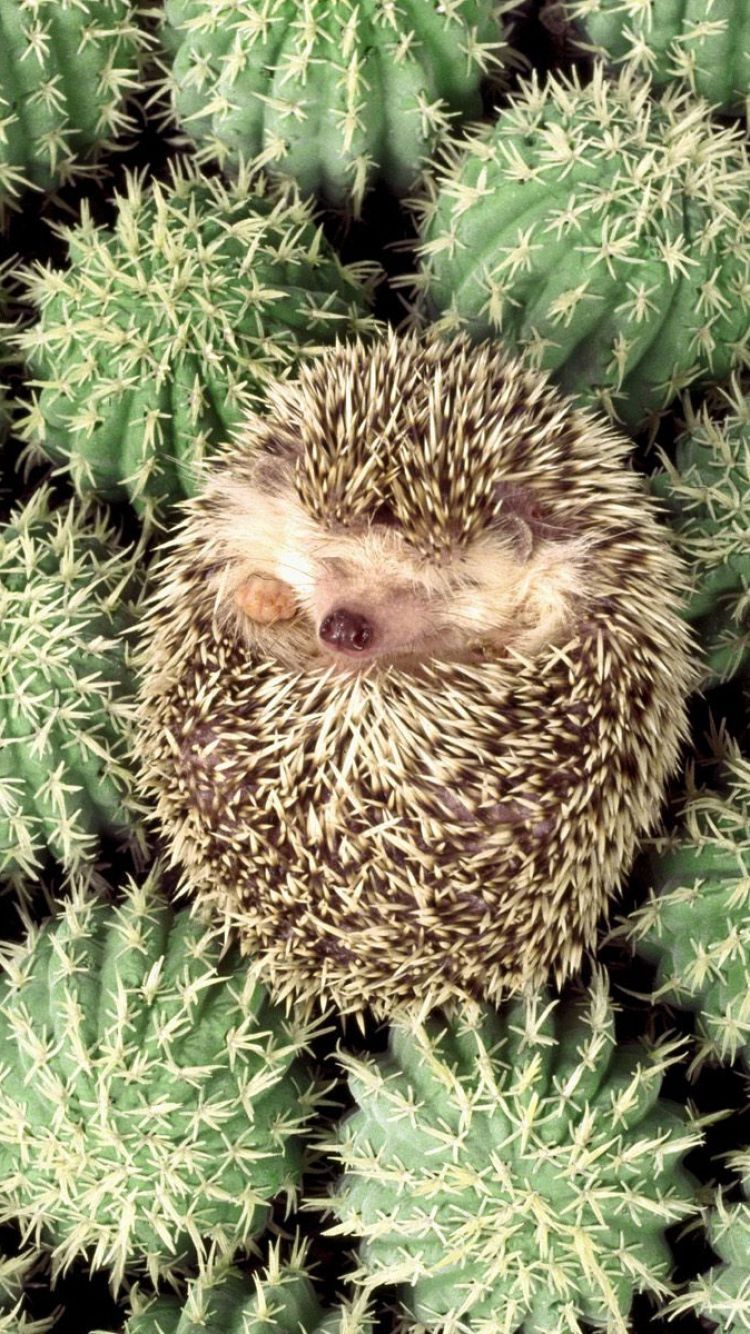 Cute Hedgehog Wallpapers Wallpaper Cave