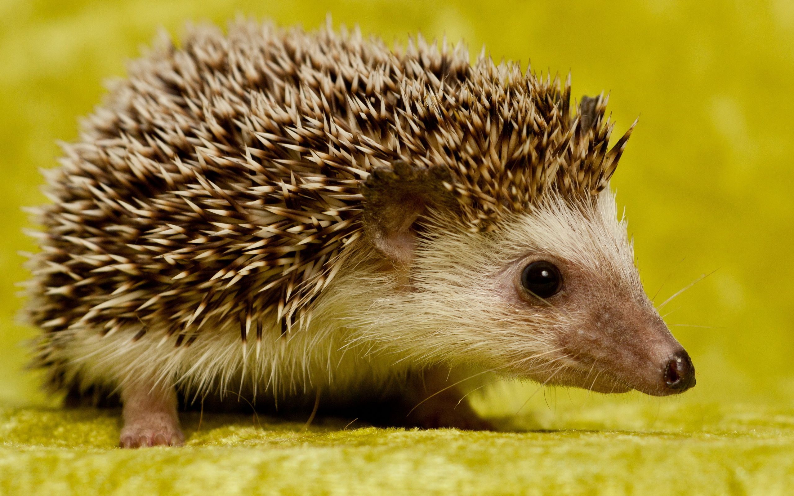 Cute Hedgehog Wallpapers Wallpaper Cave