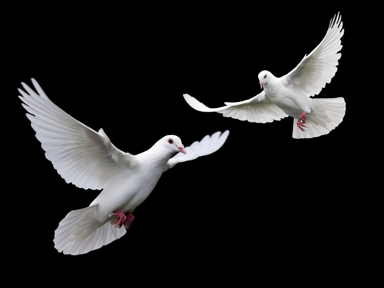 White Bird Wallpapers Wallpaper Cave