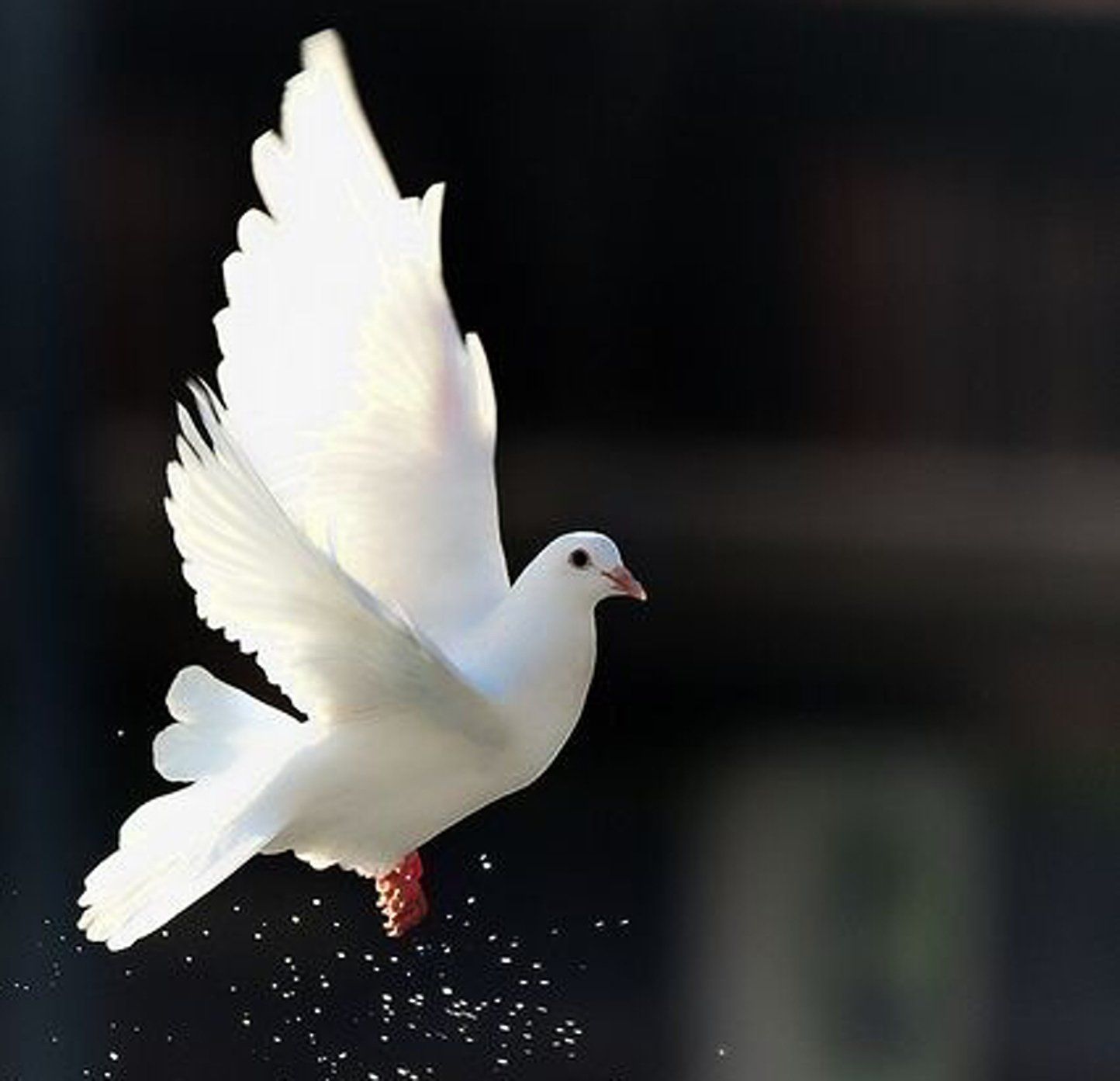 White Bird Wallpapers Wallpaper Cave