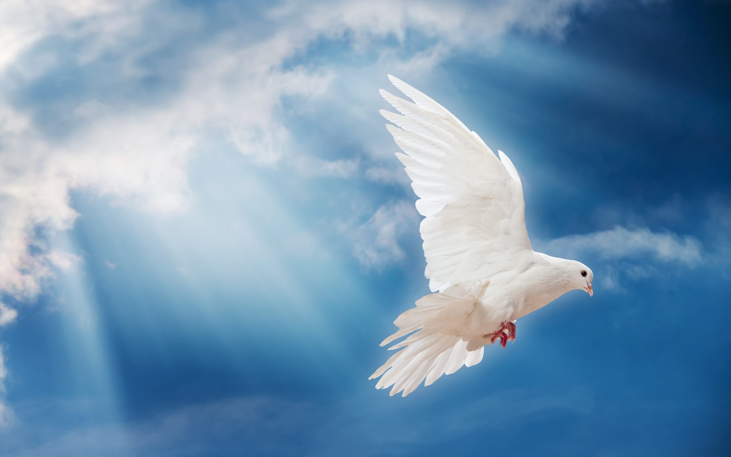 White Bird Wallpapers Wallpaper Cave