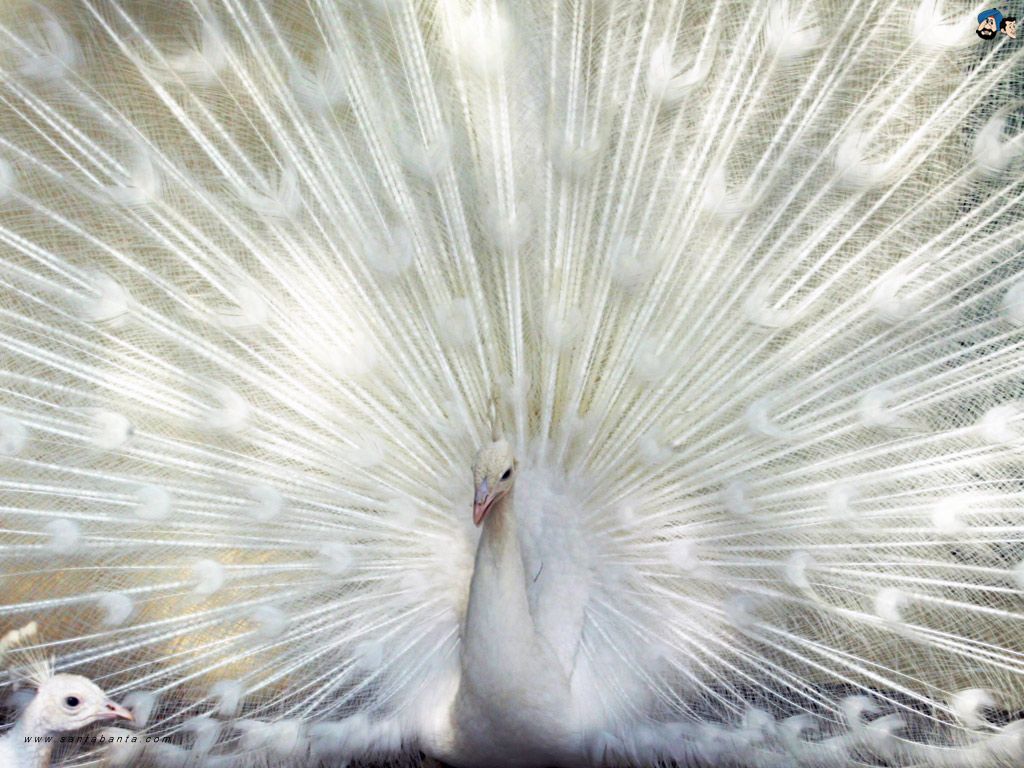 White Bird Wallpapers Wallpaper Cave