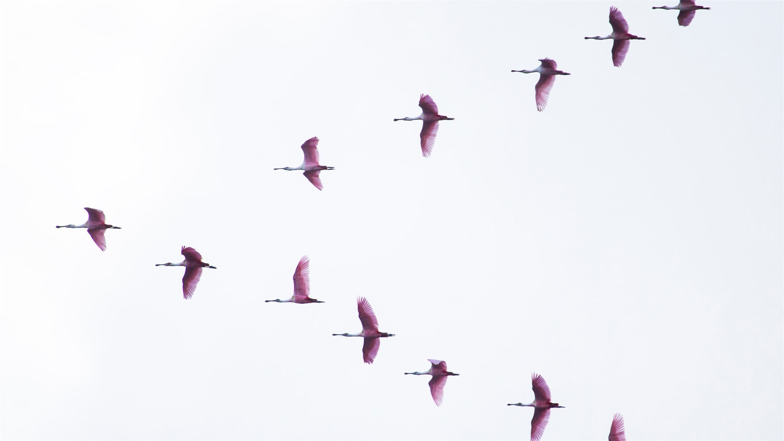 White Bird Wallpapers Wallpaper Cave