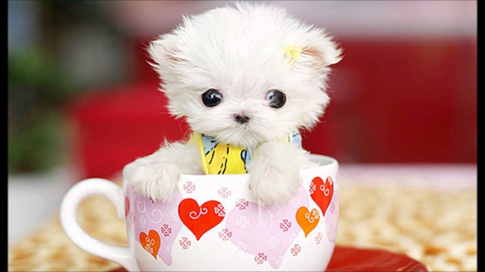 Puppy In A Tea Cup Wallpapers Wallpaper Cave