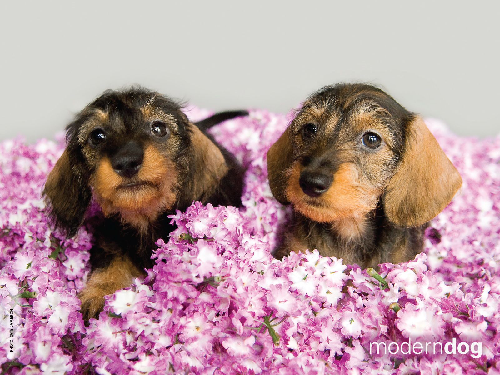 Wiener Dogs Wallpapers Wallpaper Cave