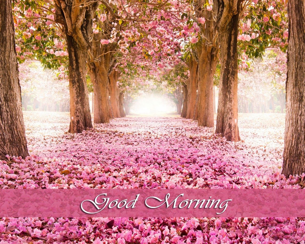 Beautiful Morning Wallpapers Wallpaper Cave