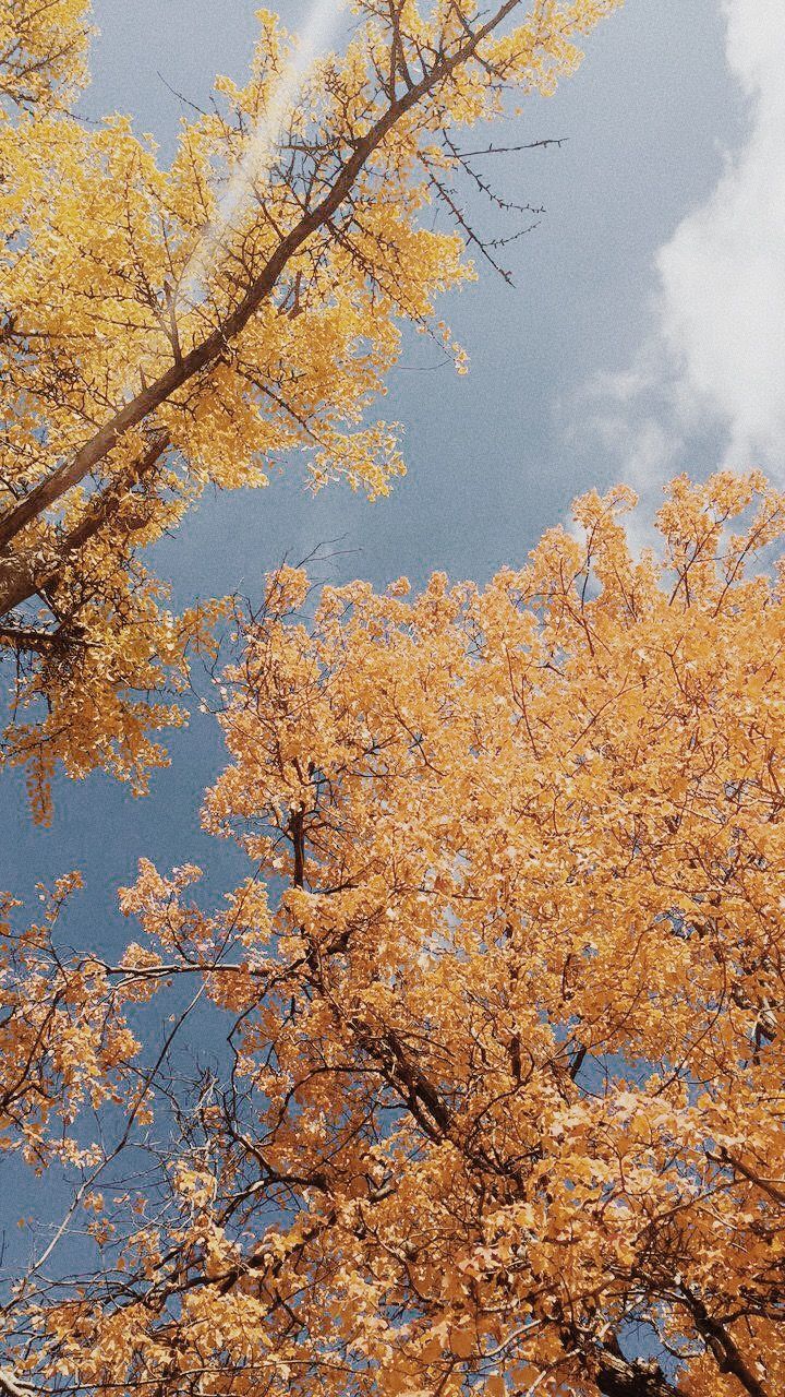 Fall Vibes Wallpapers Wallpaper Cave