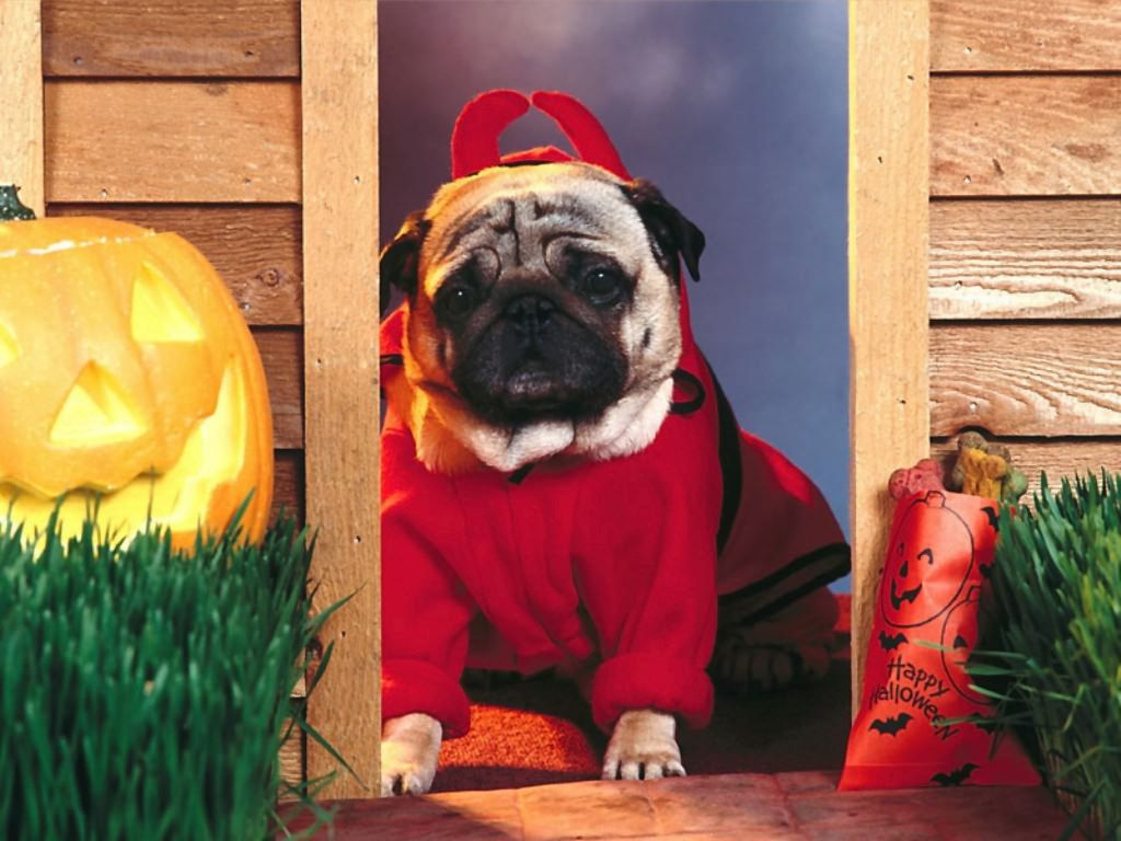 Cute Halloween Dogs Wallpapers Wallpaper Cave