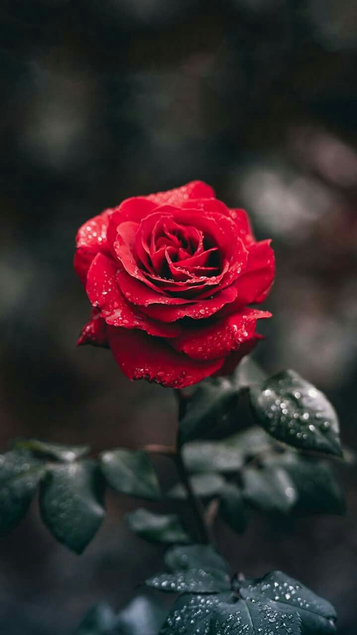 Red Rose Mobile Wallpapers Wallpaper Cave