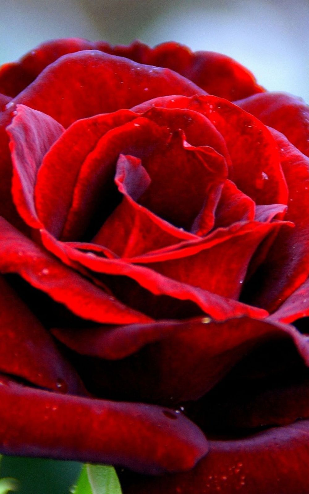 Red Rose Mobile Wallpapers Wallpaper Cave