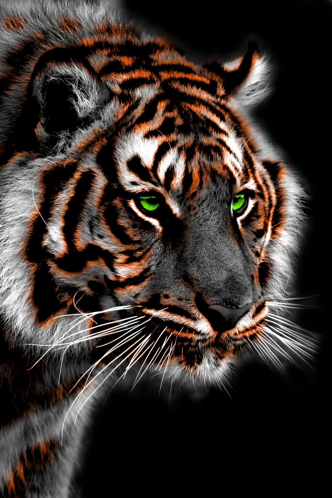 Tiger iPhone HD Wallpapers Wallpaper Cave