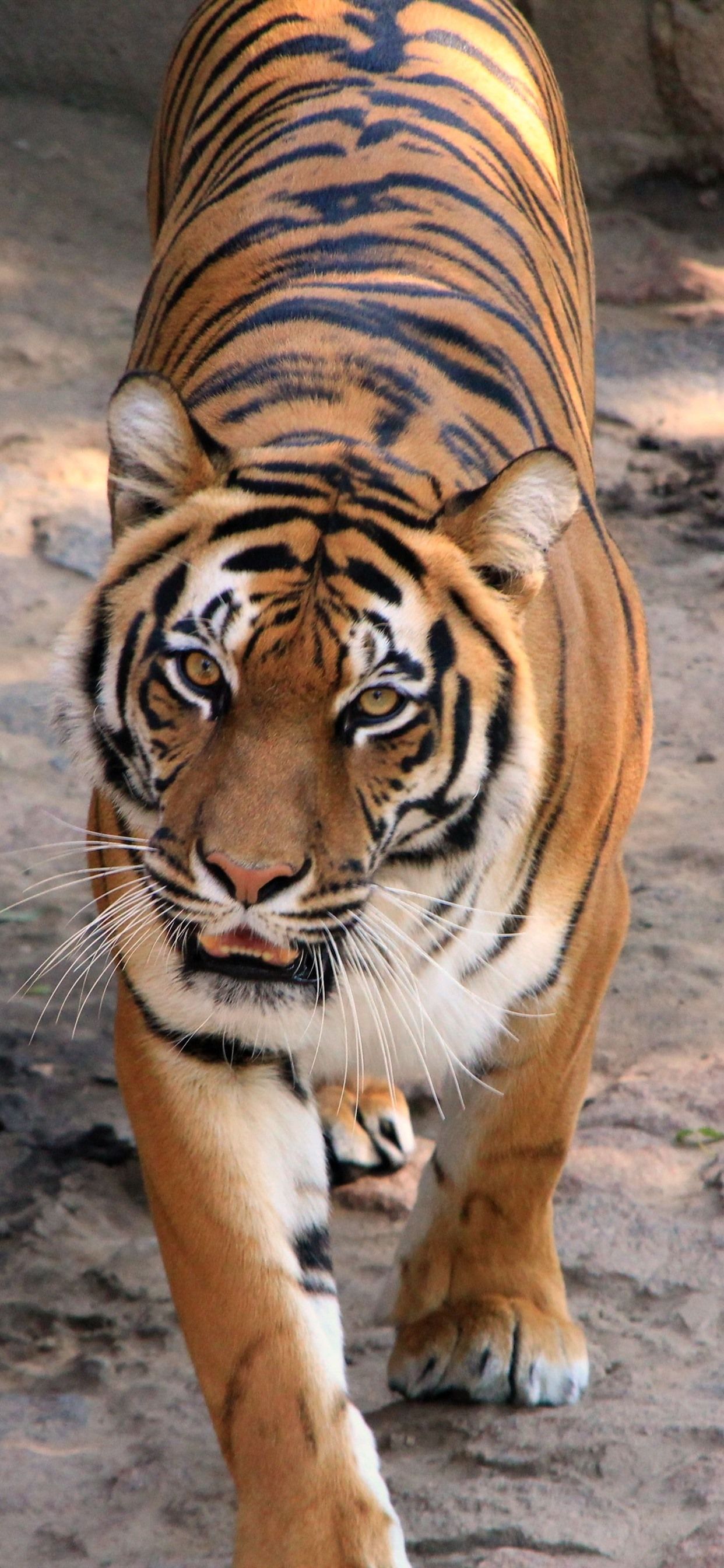 Tiger iPhone HD Wallpapers Wallpaper Cave