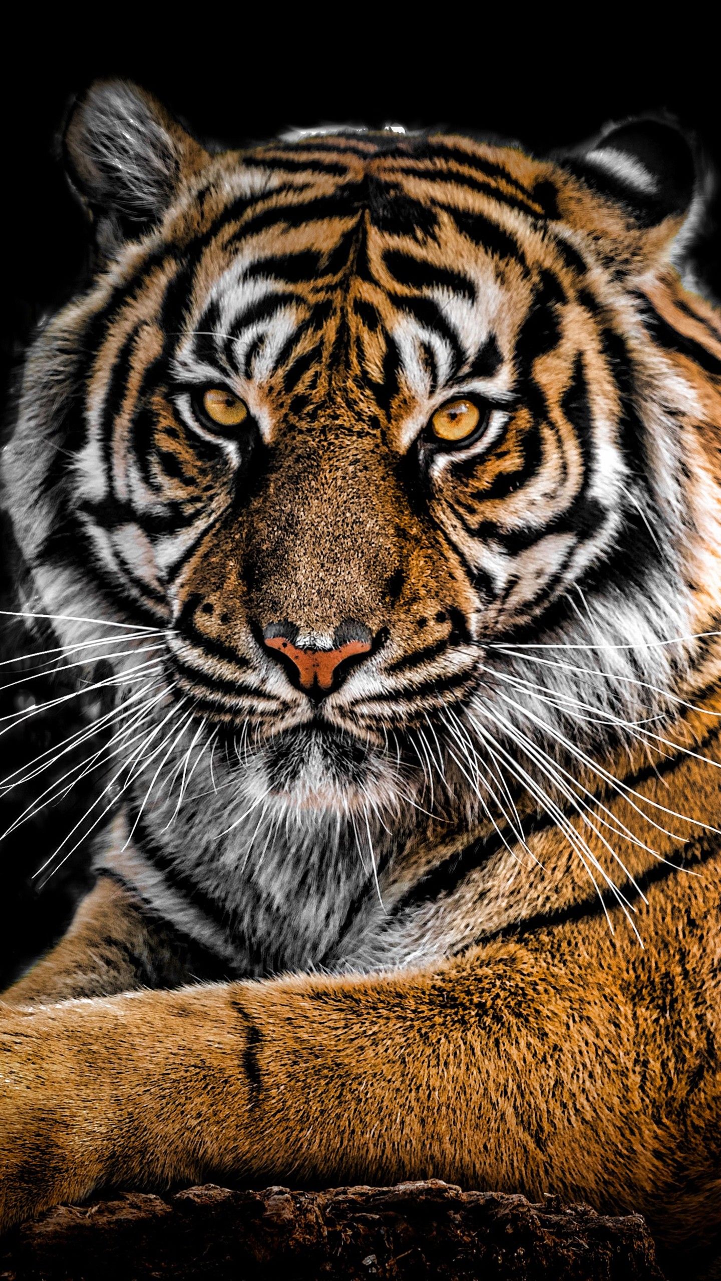 91 Wallpaper For Iphone Tiger For FREE My