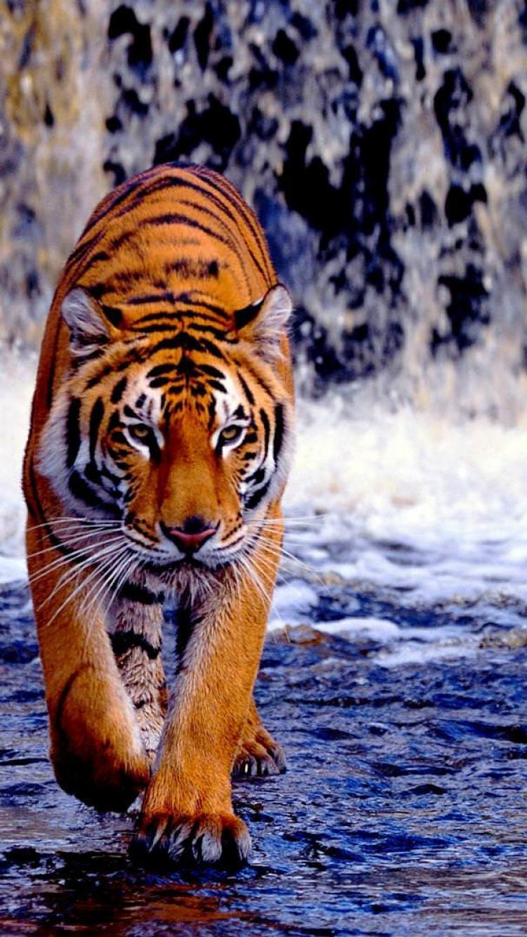 Tiger iPhone HD Wallpapers Wallpaper Cave