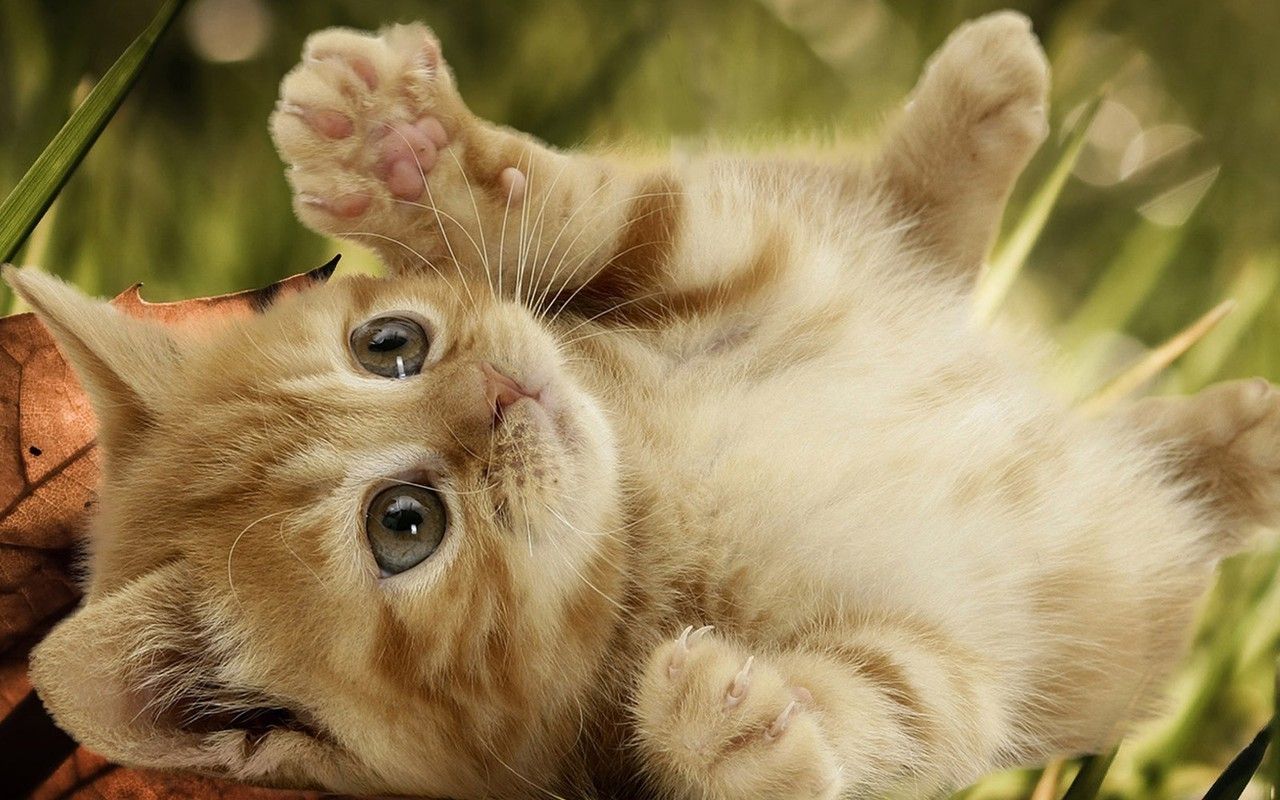 Cute Little Cats Wallpapers Wallpaper Cave