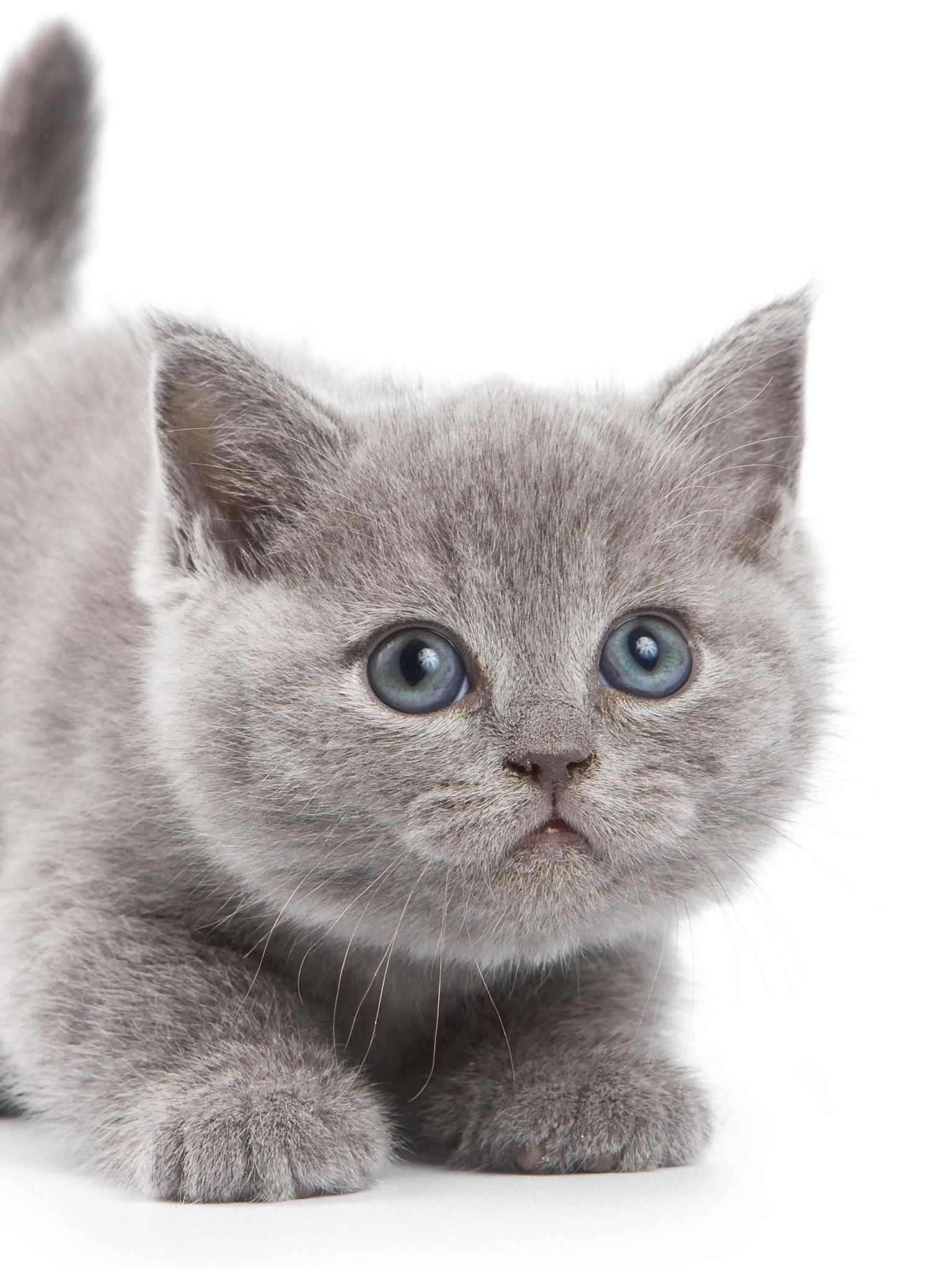 Grey Kittens Wallpapers Wallpaper Cave