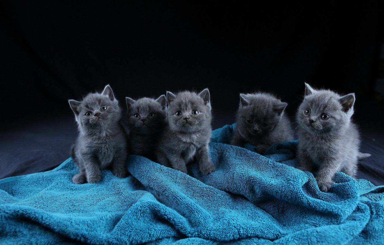 Grey Kittens Wallpapers Wallpaper Cave