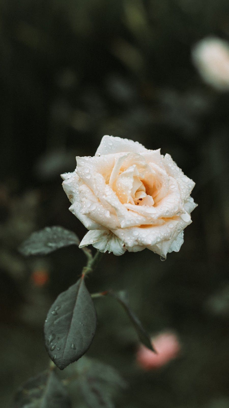 White Rose iPhone Wallpapers Wallpaper Cave