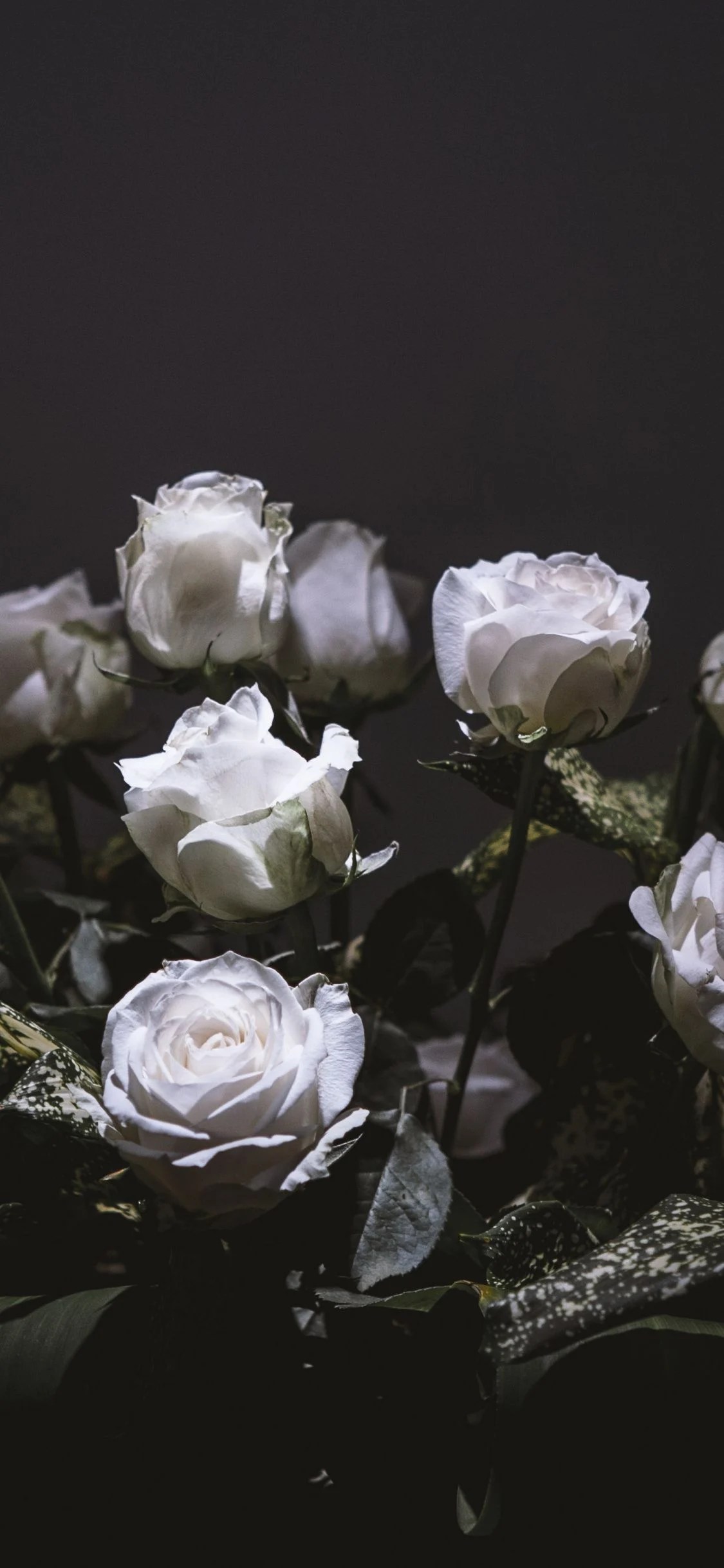 White Rose iPhone Wallpapers Wallpaper Cave