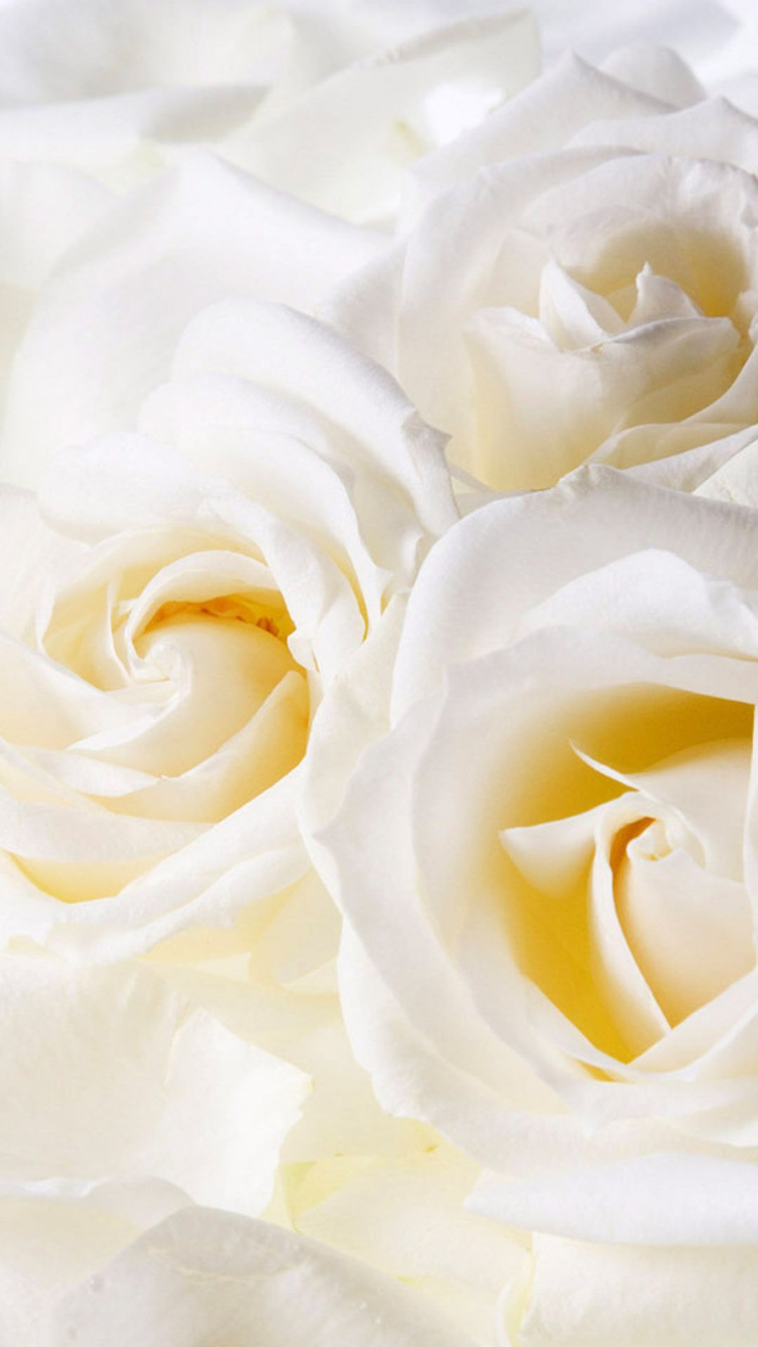 White Rose iPhone Wallpapers Wallpaper Cave