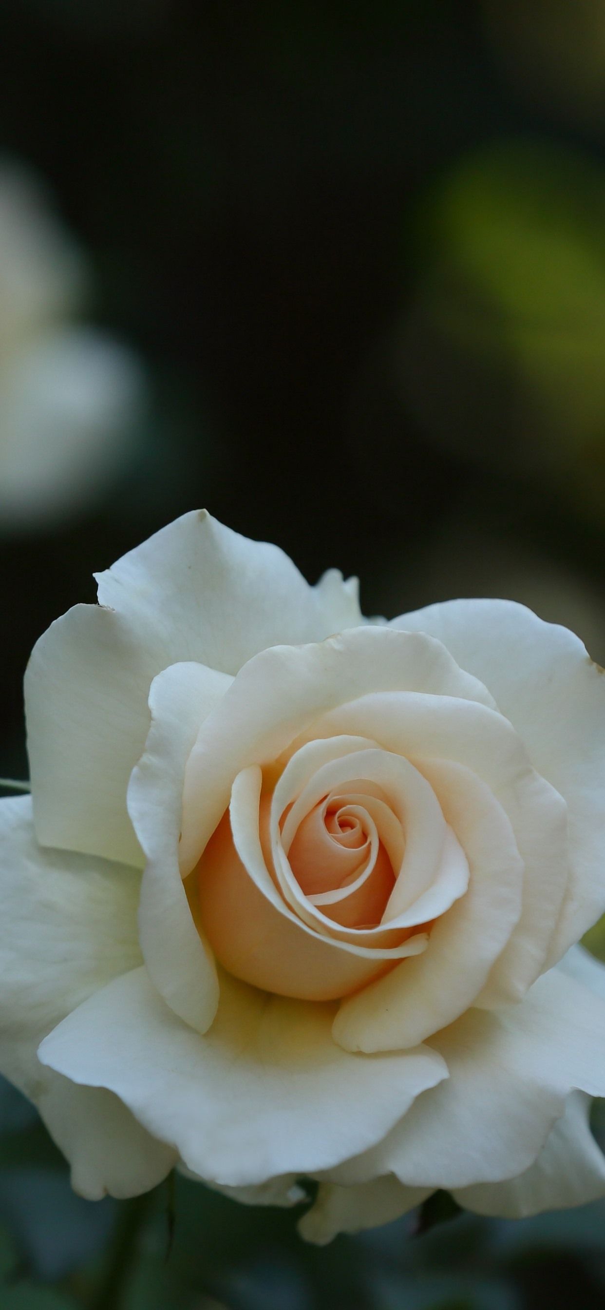 White Rose iPhone Wallpapers Wallpaper Cave