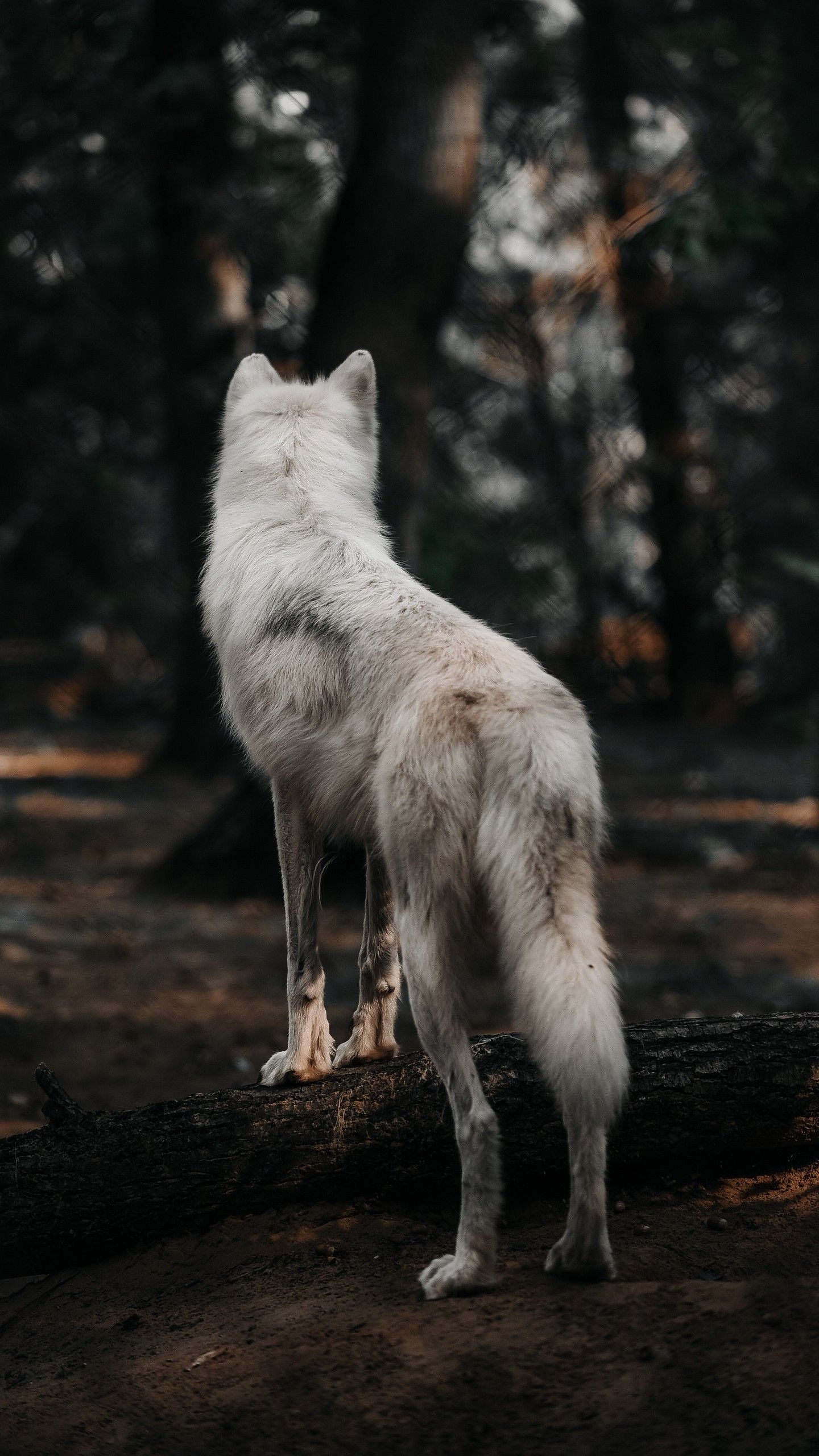 HD Wolf Phone Wallpapers Wallpaper Cave