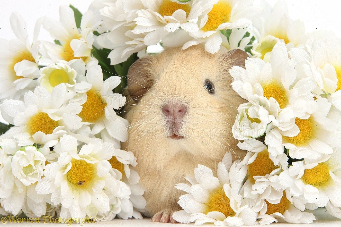 Guinea Pig Desktop Wallpapers Wallpaper Cave