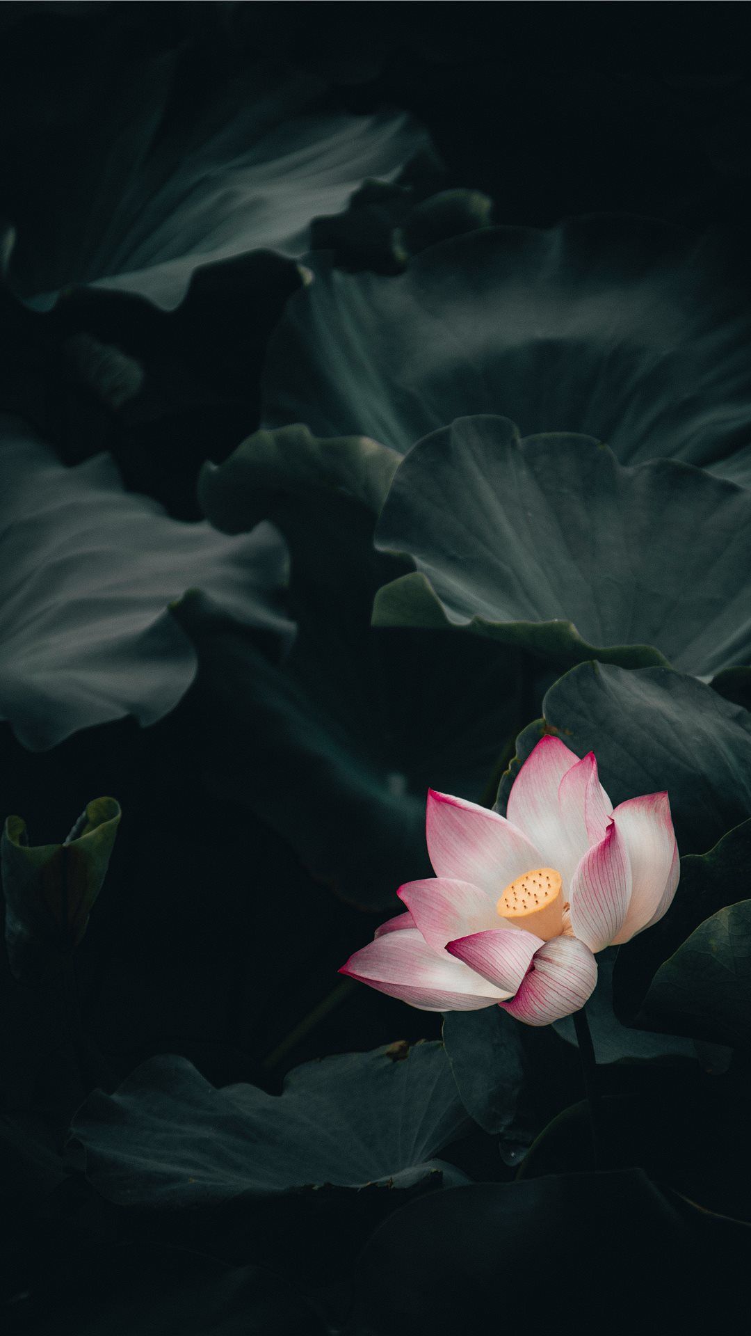 Minimal Lotus Wallpapers Wallpaper Cave