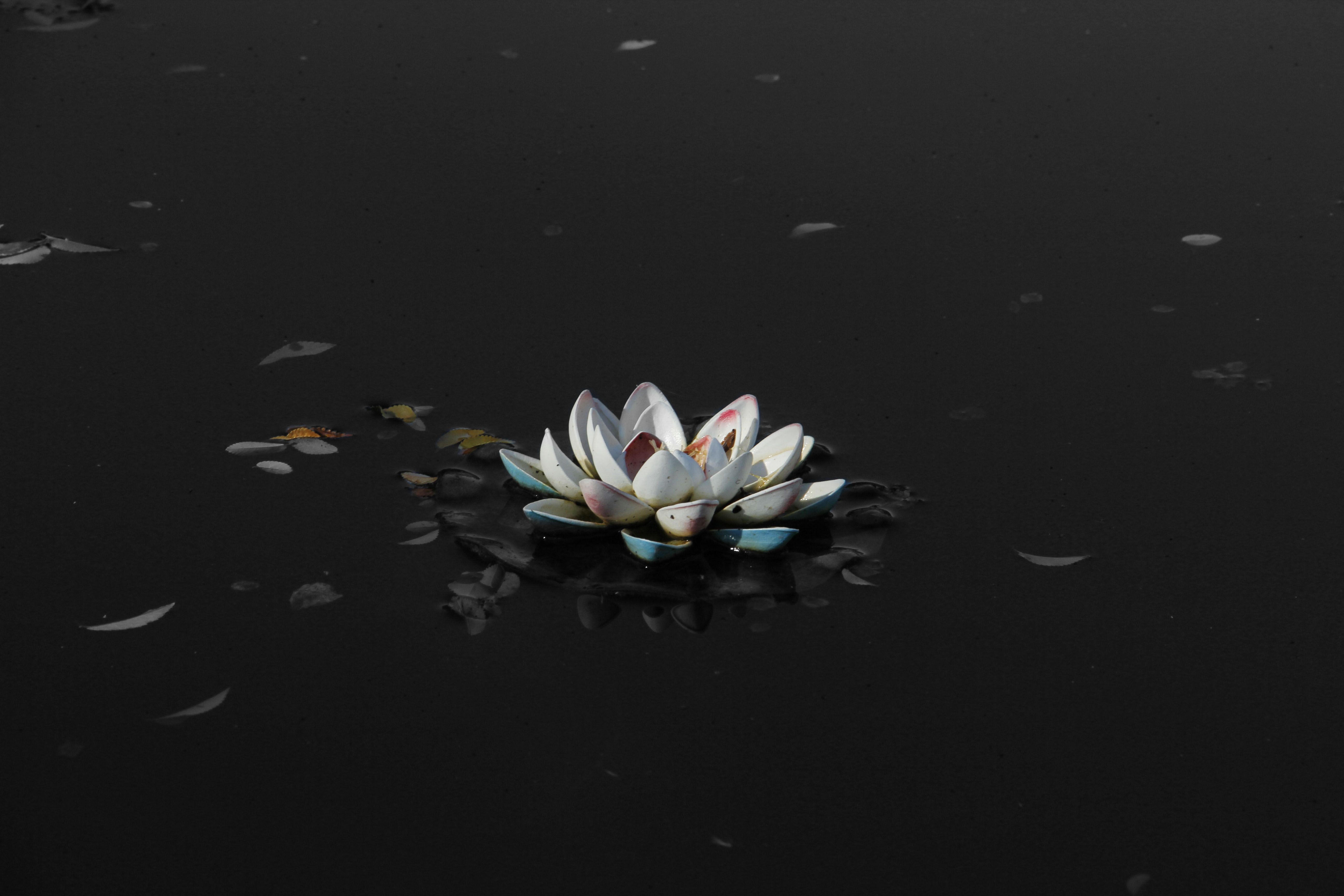 Minimal Lotus Wallpapers Wallpaper Cave