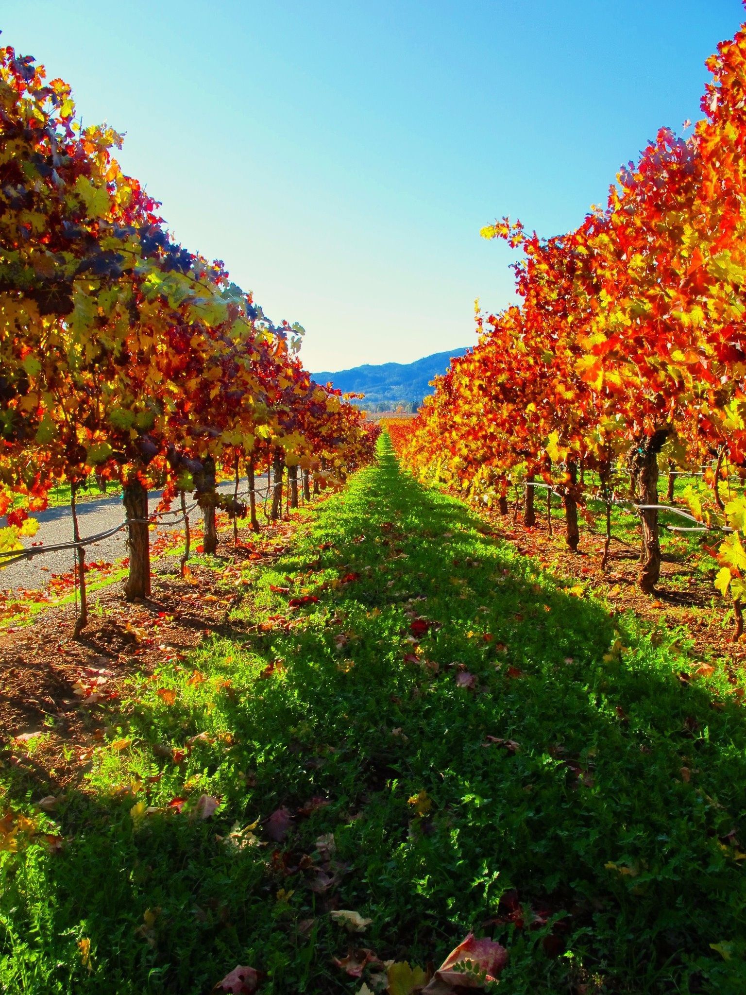 Napa Beauty Wallpapers Wallpaper Cave