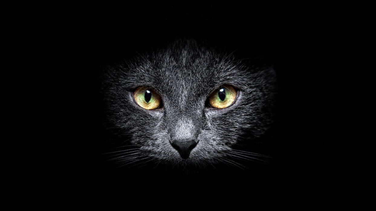 Dark Cat Wallpapers Wallpaper Cave