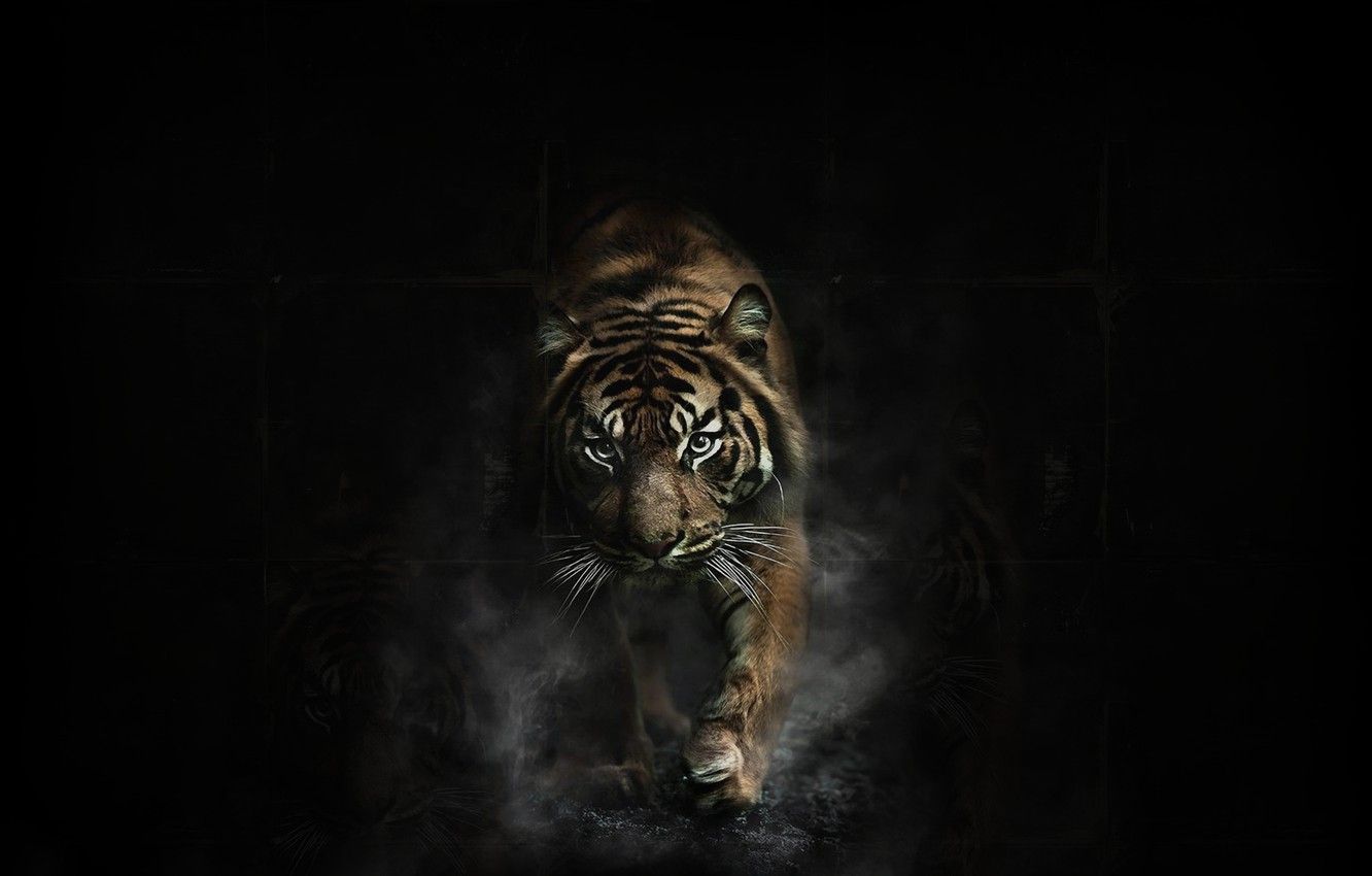 Dark Animals Wallpapers Wallpaper Cave