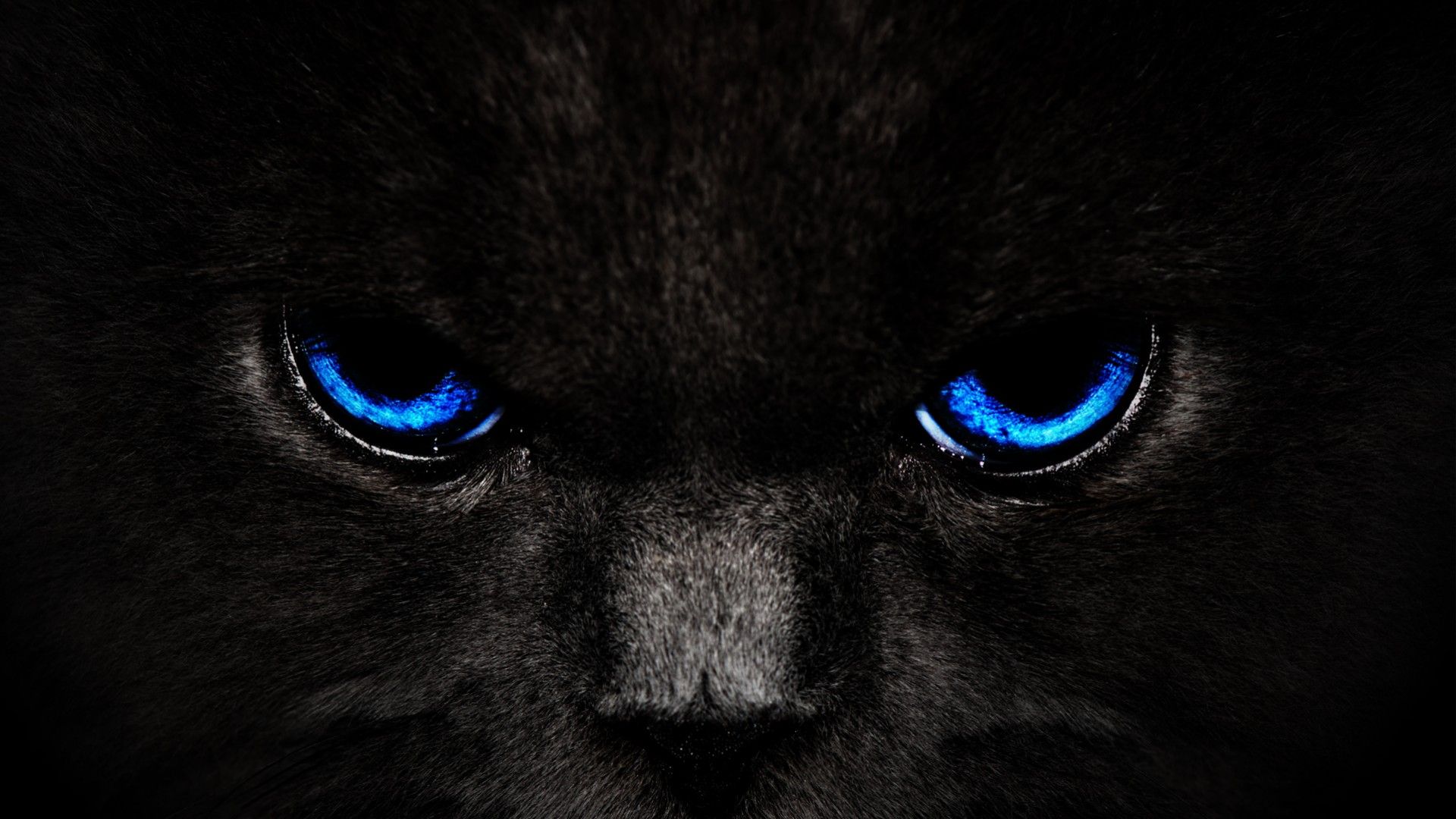 Dark Animals Wallpapers Wallpaper Cave