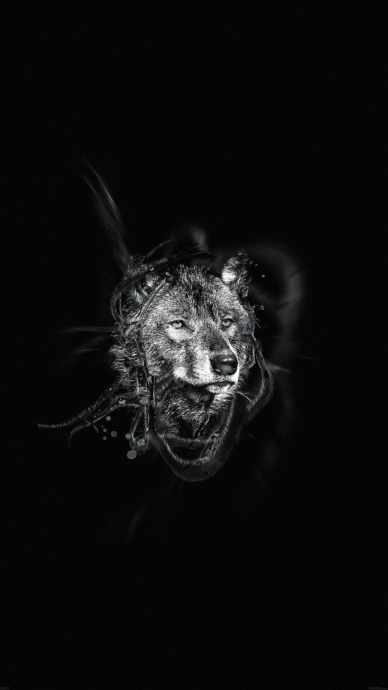 Dark Animals Wallpapers Wallpaper Cave